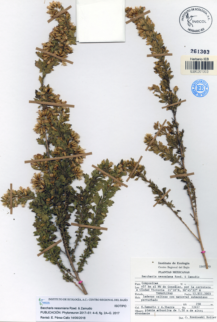 Baccahris nesomiana